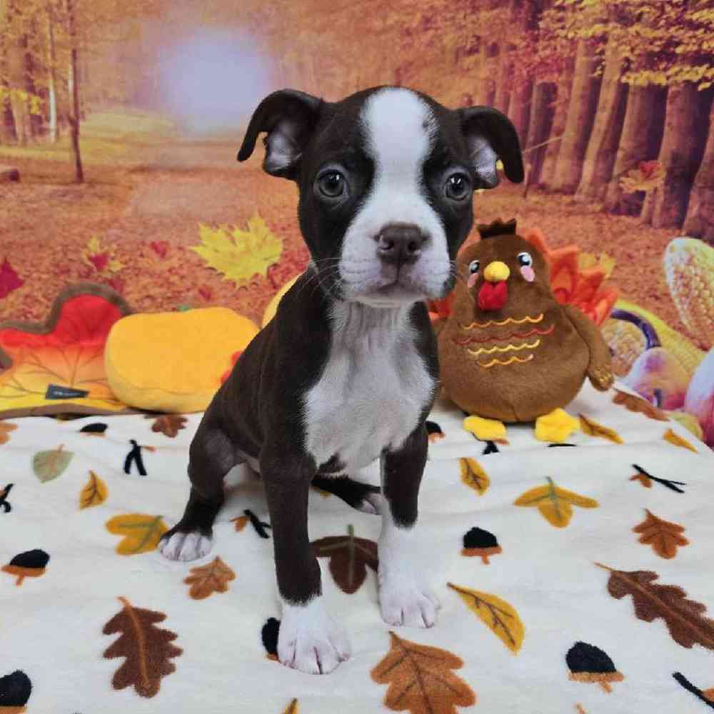 Male Boston Terrier Puppy for Sale in Virginia Beach, VA