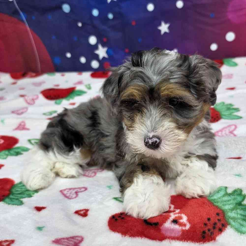 Female Mini Bernadoodle Puppy for Sale in Virginia Beach, VA