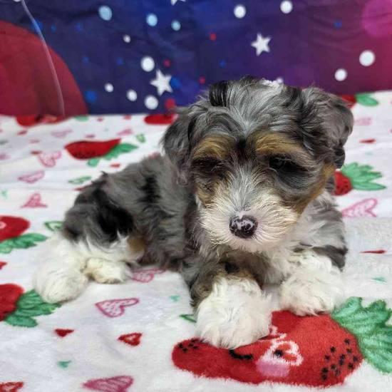 Mini Bernadoodle