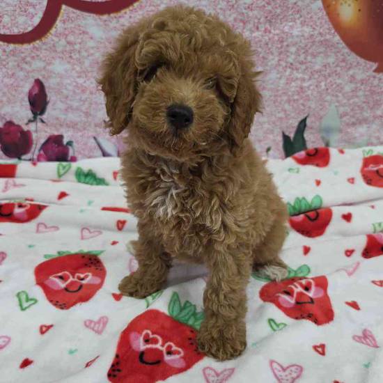 Mini Goldendoodle