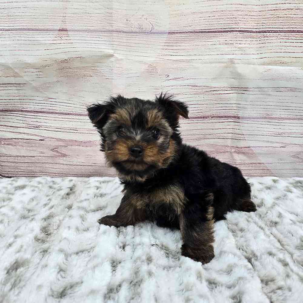 Male Yorkie Puppy for Sale in Virginia Beach, VA