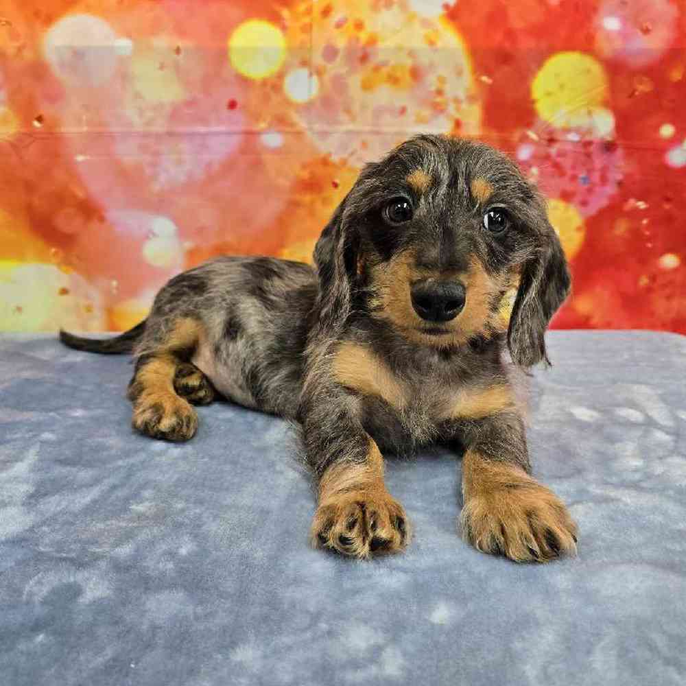 Male Dachshund Puppy for Sale in Virginia Beach, VA