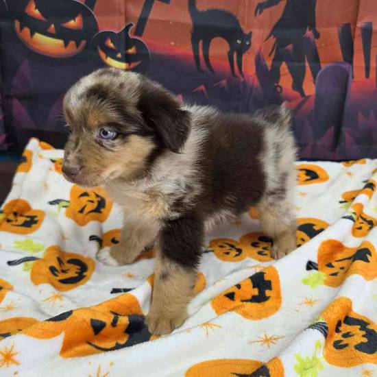 Toy Australian Shepherd 