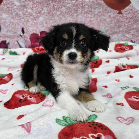 Mini Aussie