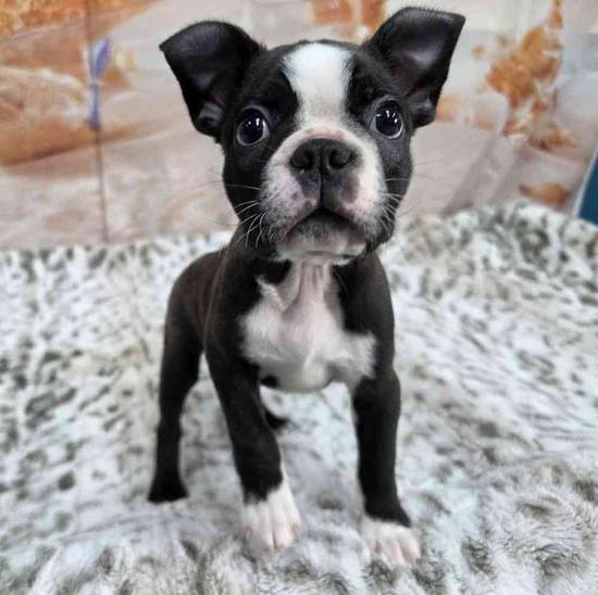 Boston Terrier