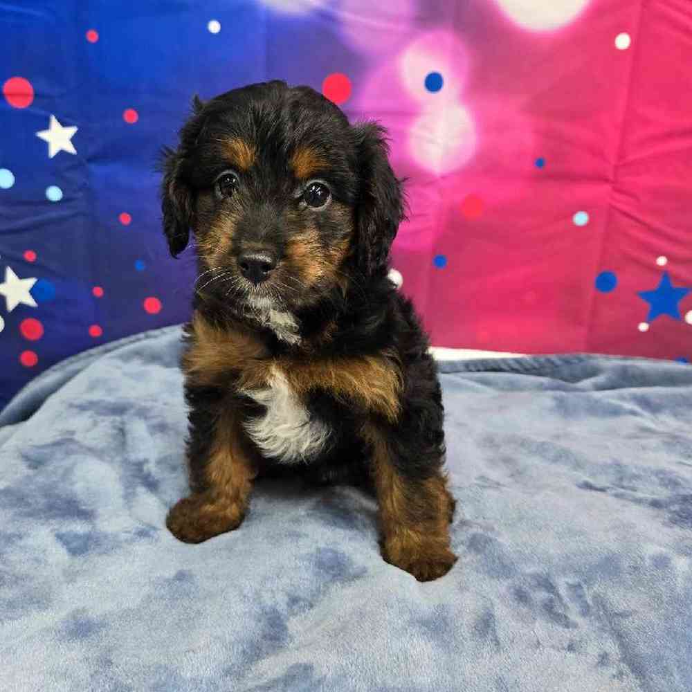Male Mini Aussiedoodle Puppy for Sale in Virginia Beach, VA