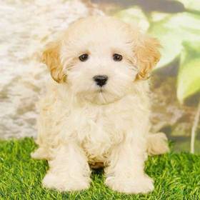 Maltipoo