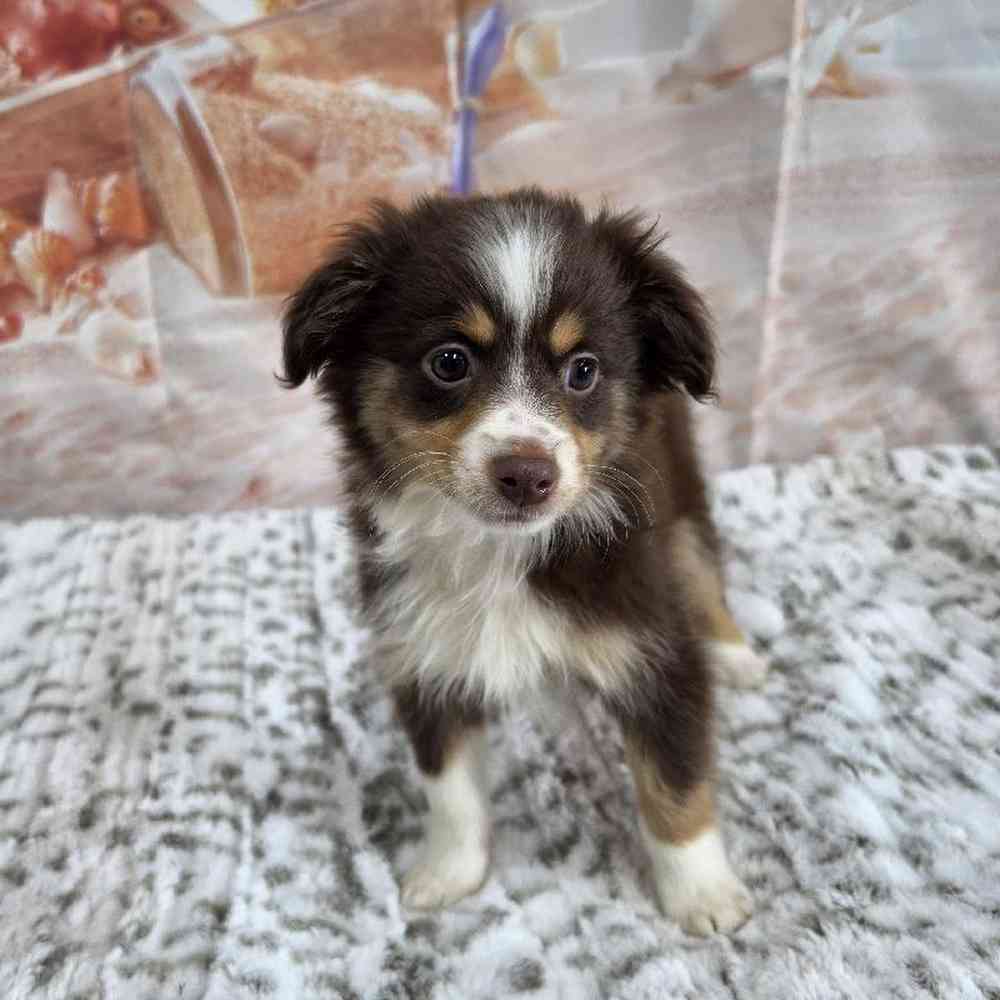Female Mini Aussie Puppy for Sale in Virginia Beach, VA