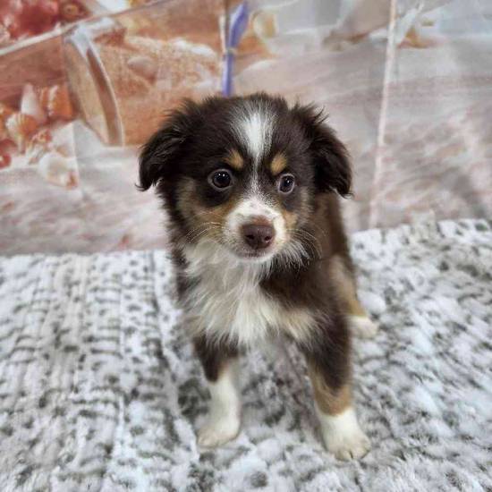 Mini Aussie