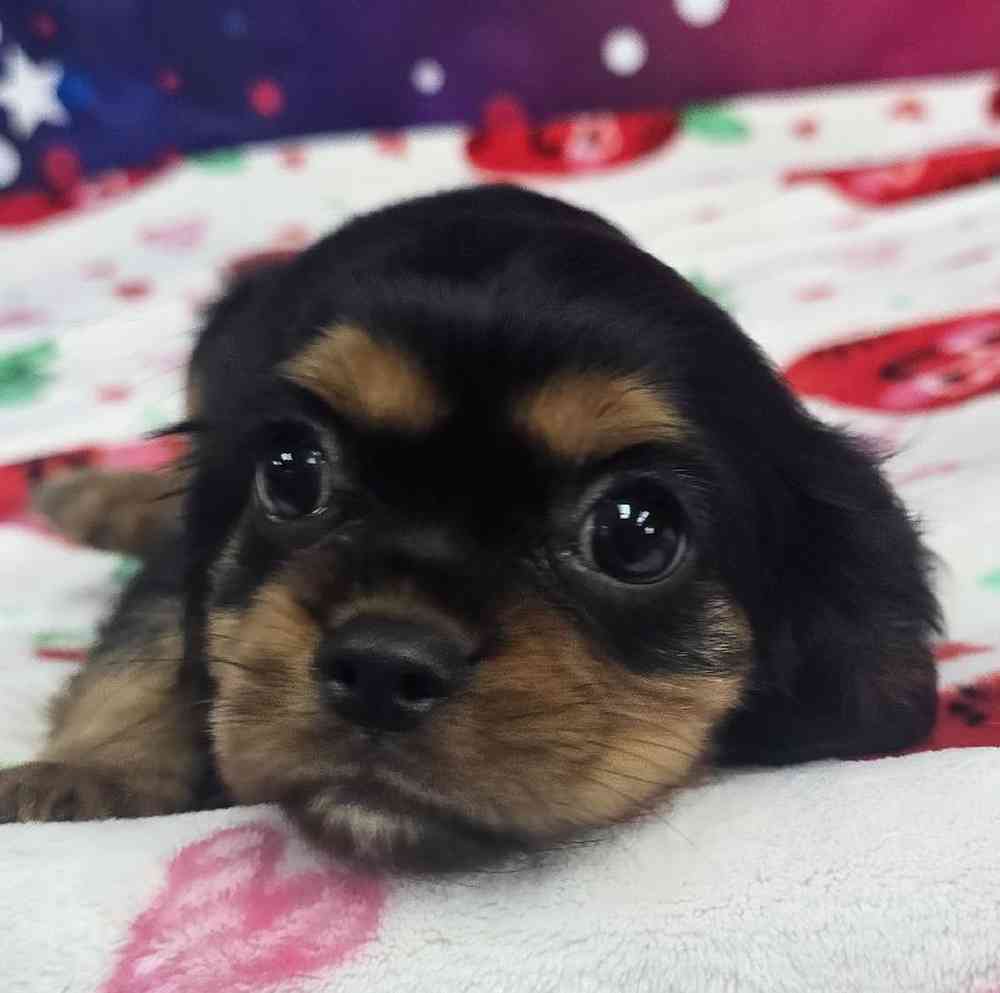 Male Cavalier King Charles Spaniel Puppy for Sale in Virginia Beach, VA