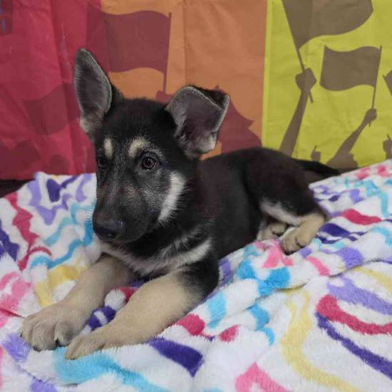 German Shepherd