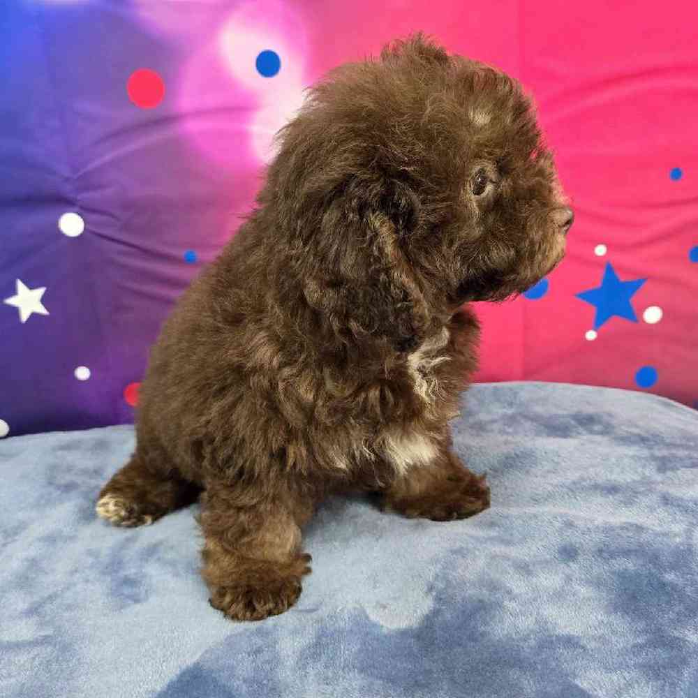 Male Mini Aussiedoodle Puppy for Sale in Virginia Beach, VA