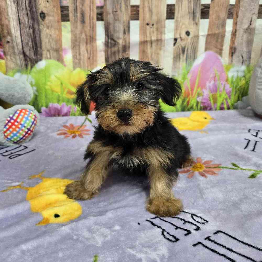 Male Yorkie Puppy for Sale in Virginia Beach, VA