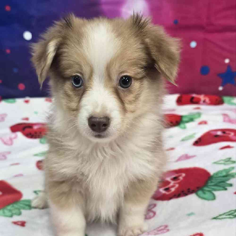 Male Auggie Puppy for Sale in Virginia Beach, VA