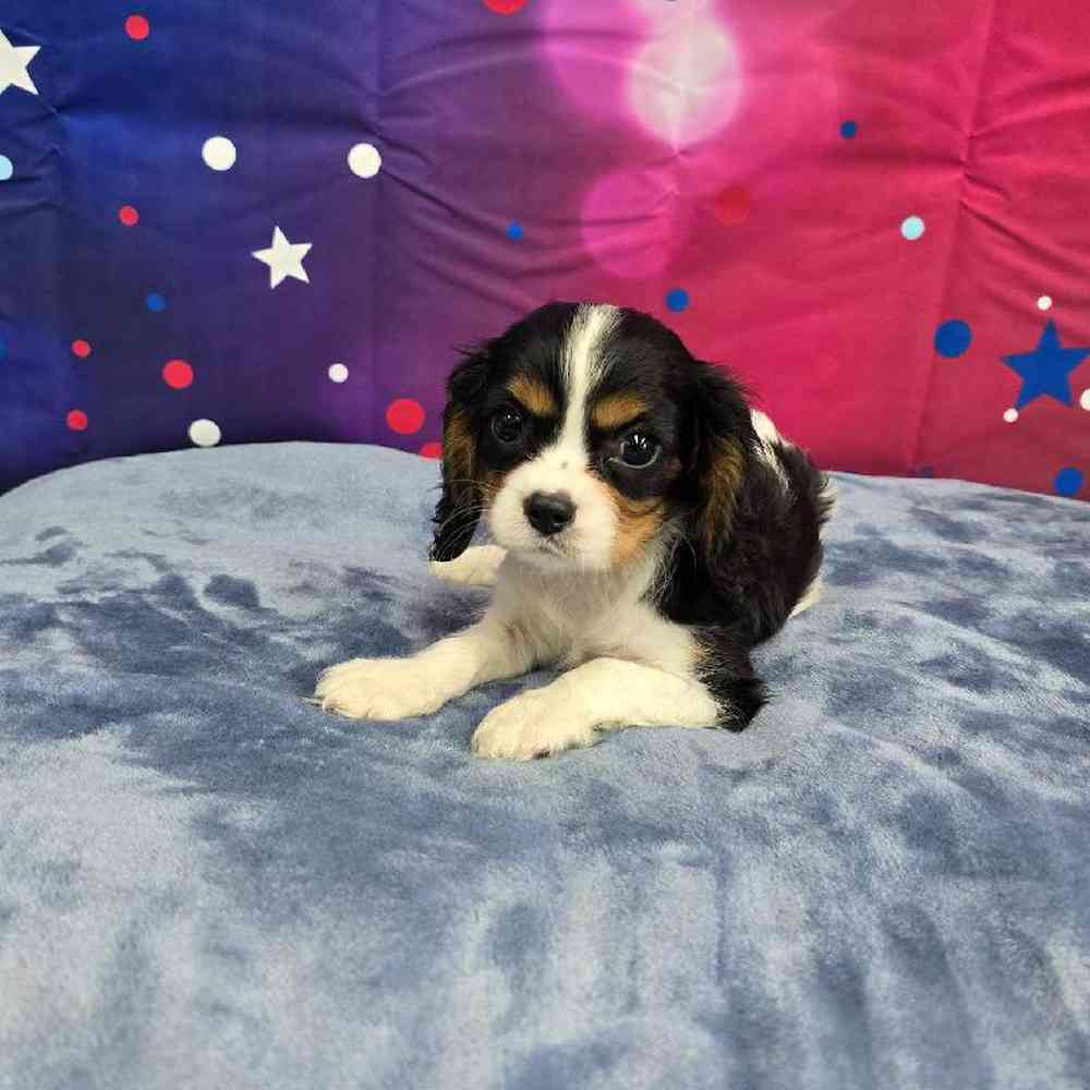 Male Cavalier King Charles Spaniel Puppy for Sale in Virginia Beach, VA