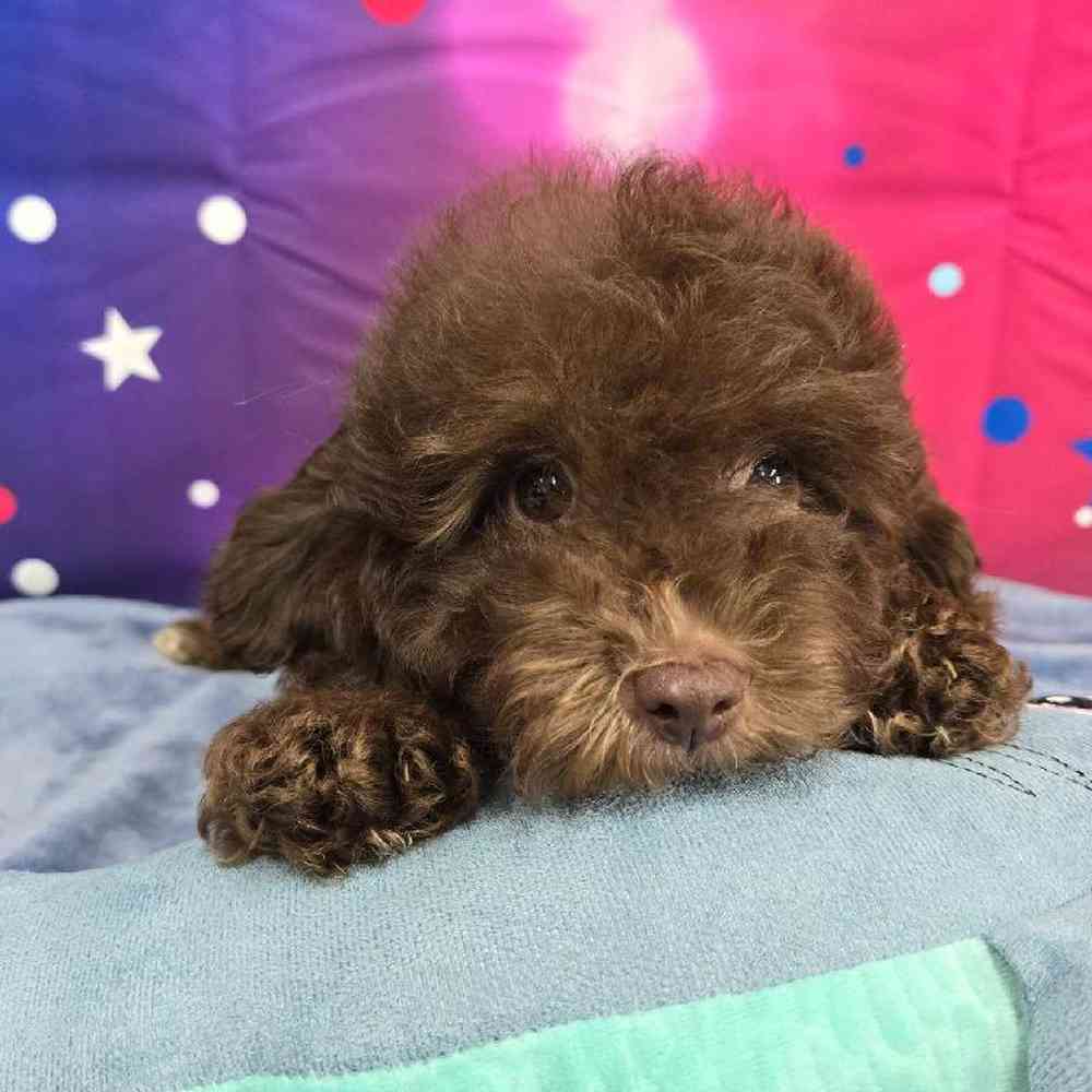 Male Mini Aussiedoodle Puppy for Sale in Virginia Beach, VA