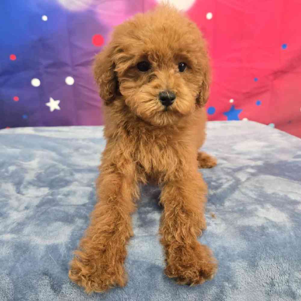 Female Poodle Puppy for Sale in Virginia Beach, VA