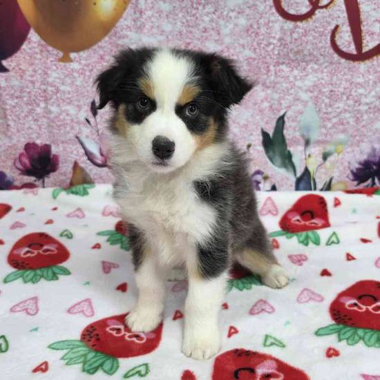 Miniature American Shepherd