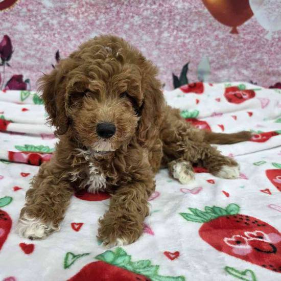 Mini Goldendoodle