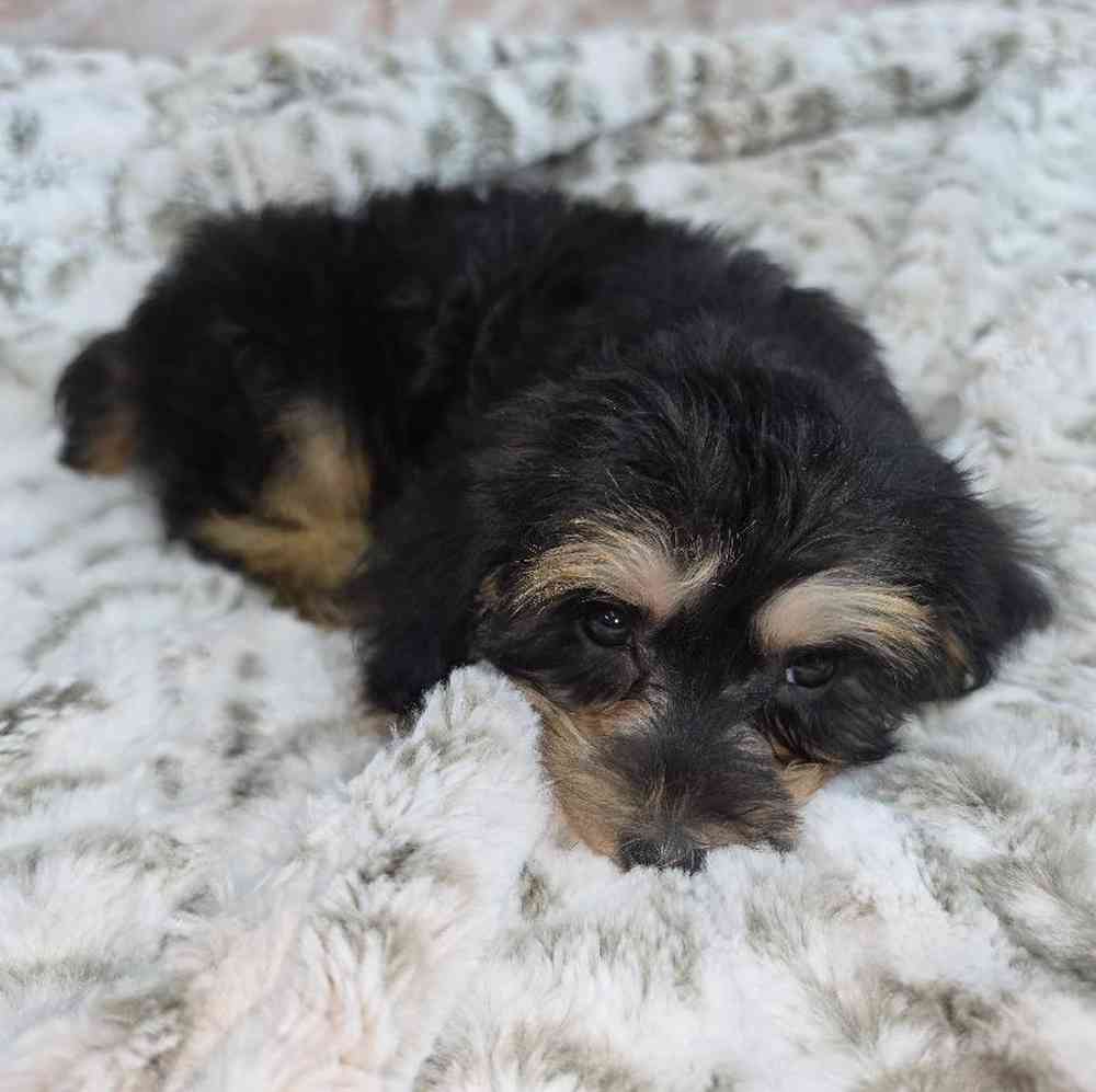 Female Yorkie-Poo Puppy for Sale in Virginia Beach, VA
