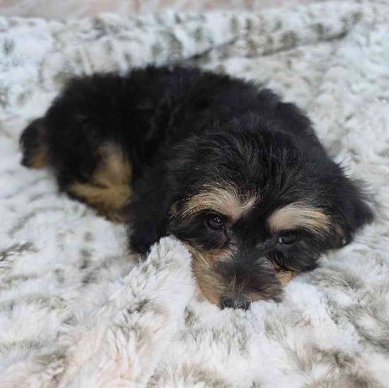 Yorkie-Poo