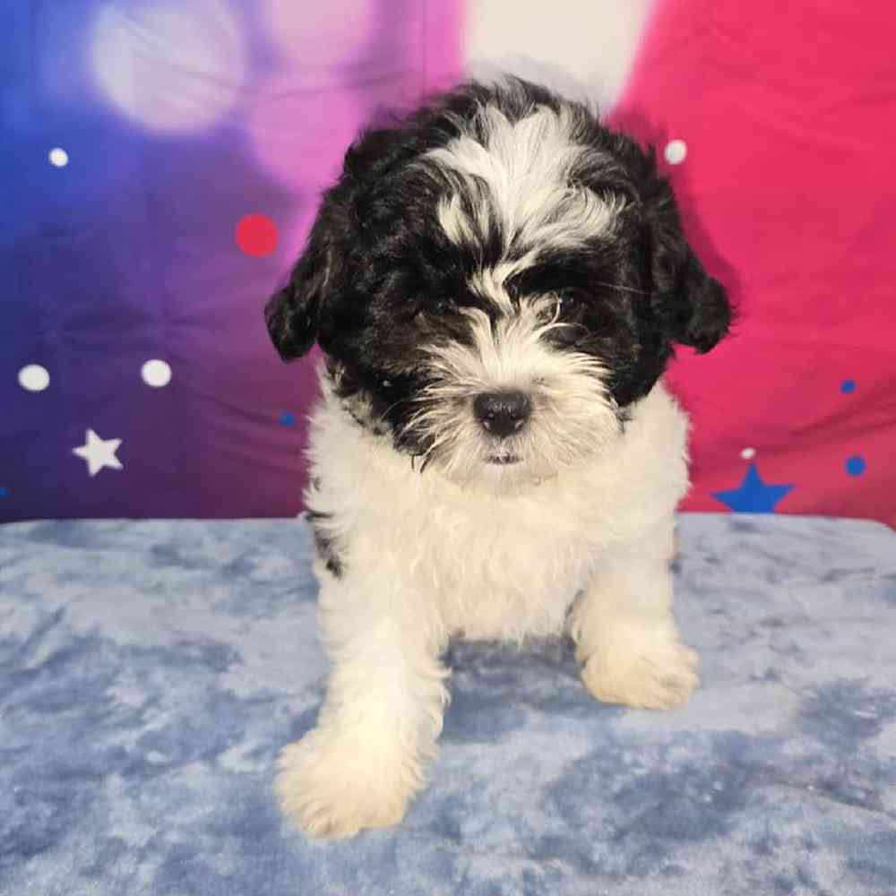 Female Teddy Bear Puppy for Sale in Virginia Beach, VA