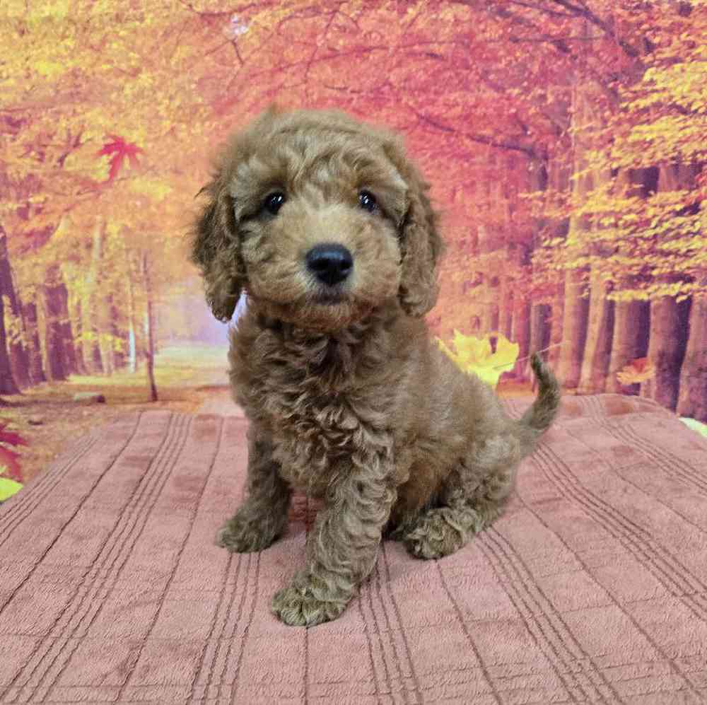 Female Goldendoodle Puppy for Sale in Virginia Beach, VA