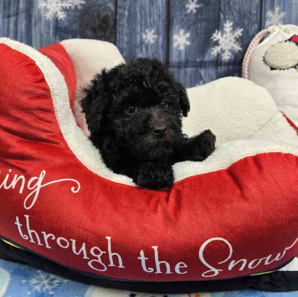 Male Mini Poodle Puppy for Sale in Virginia Beach, VA