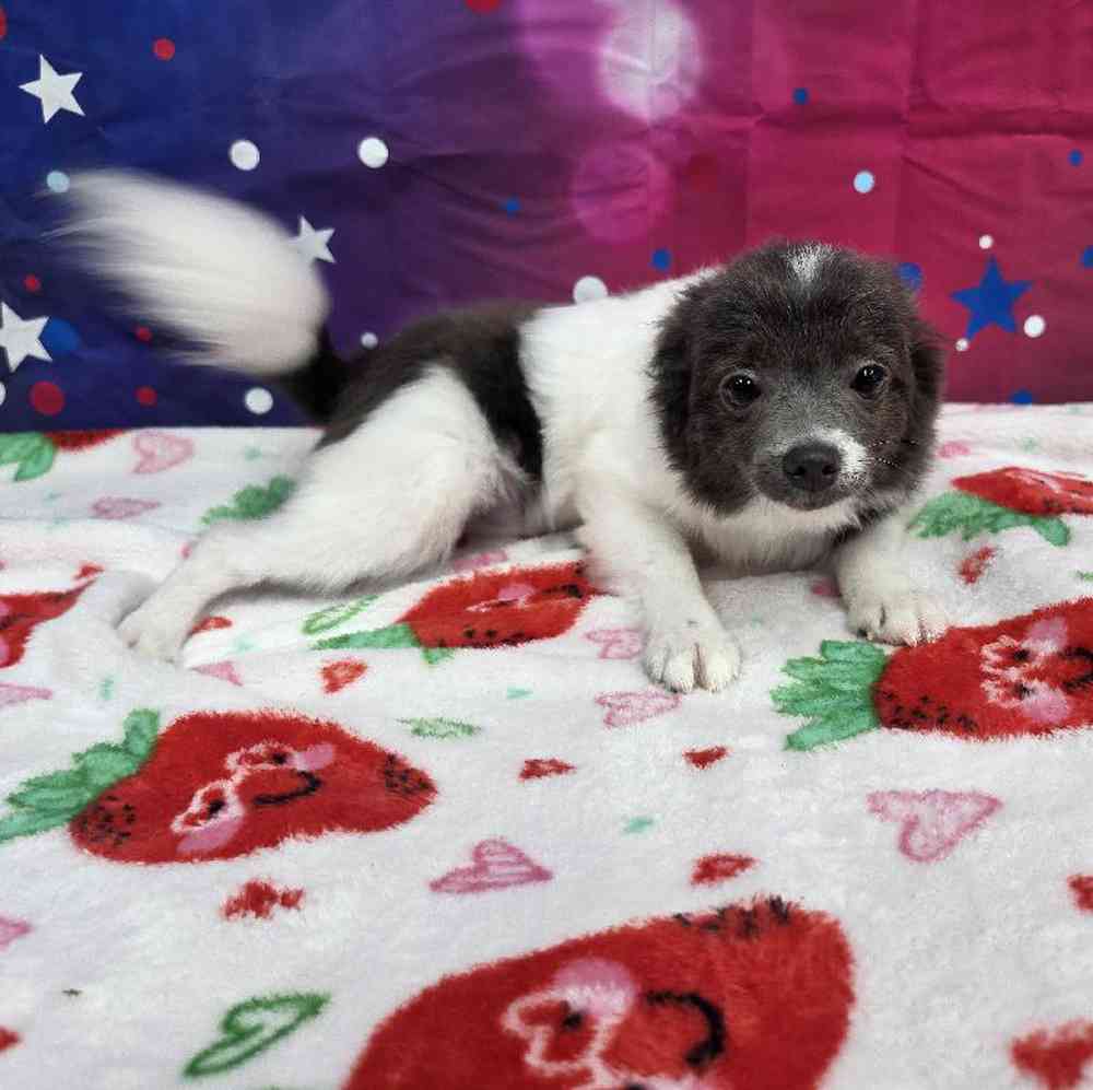 Male Pomeranian Puppy for Sale in Virginia Beach, VA