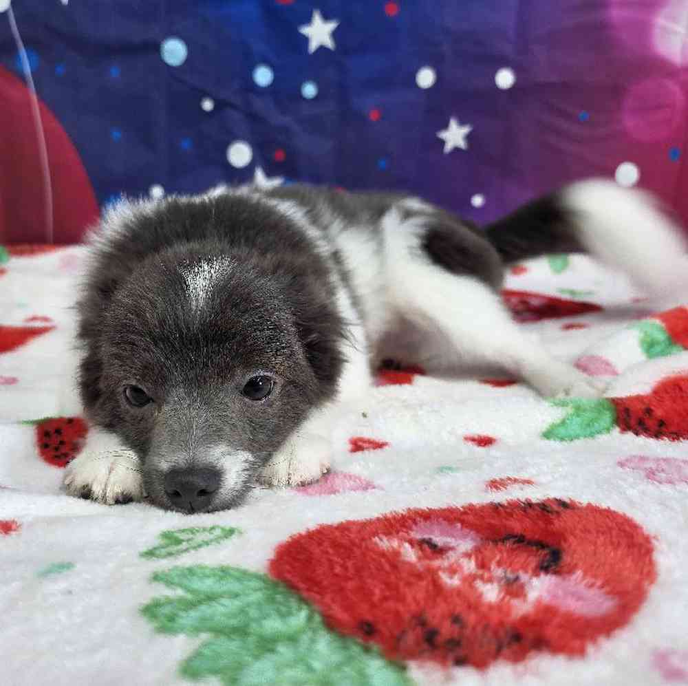 Male Pomeranian Puppy for Sale in Virginia Beach, VA