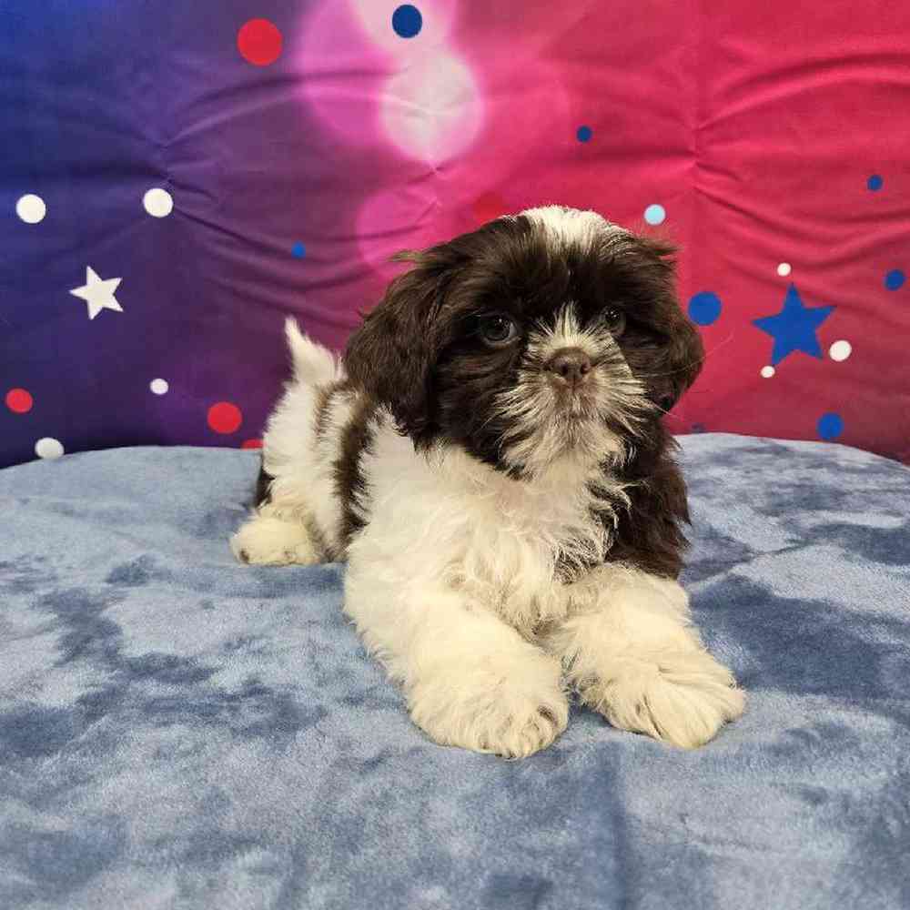 Male Shih Tzu Puppy for Sale in Virginia Beach, VA