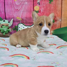 Pembroke Welsh Corgi