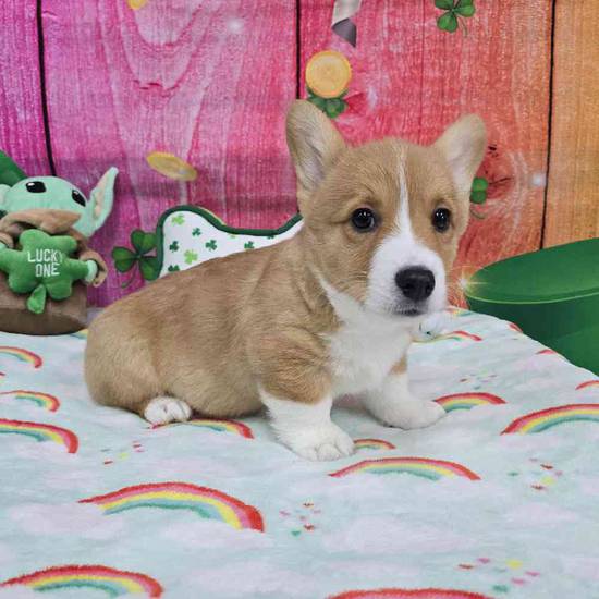 Pembroke Welsh Corgi