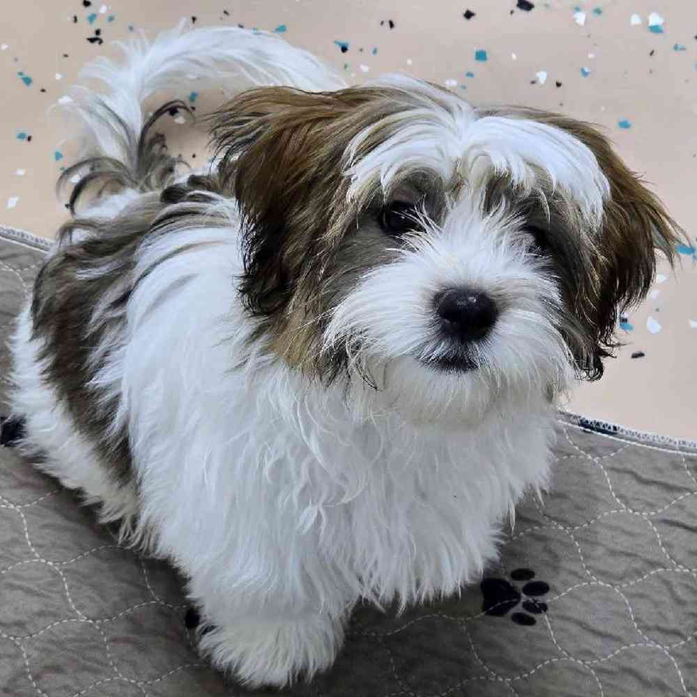 Male Shorkie Puppy for Sale in Virginia Beach, VA