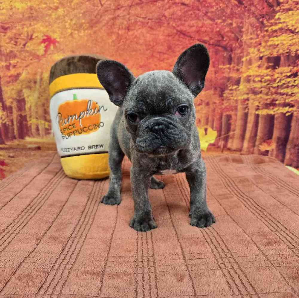Female French Bulldog Puppy for Sale in Virginia Beach, VA
