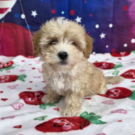 Maltipoo