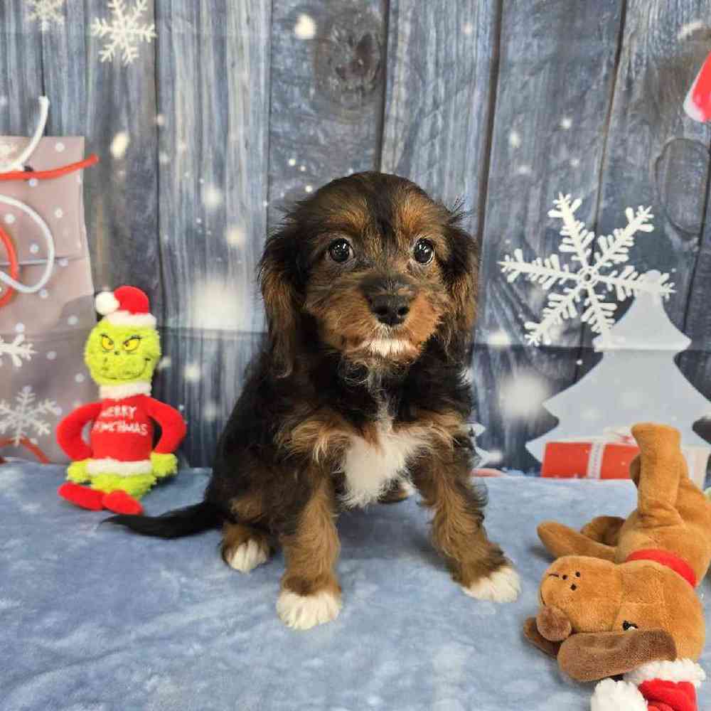 Female Cavapoo Puppy for Sale in Virginia Beach, VA