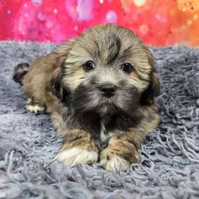 Lhasa Apso