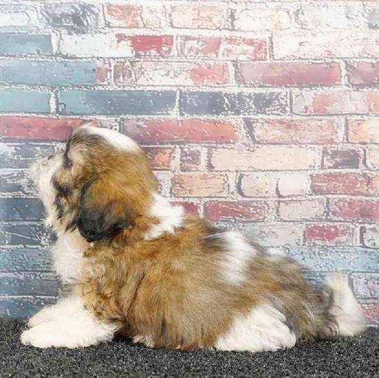 Teddy Bear