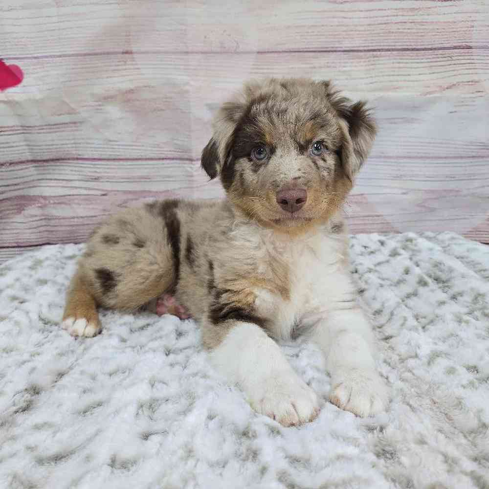 Male Mini Aussie Puppy for Sale in Virginia Beach, VA