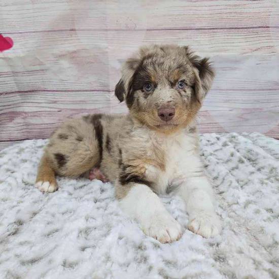 Mini Aussie