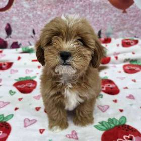 Shipoo