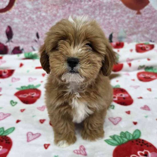 Shipoo