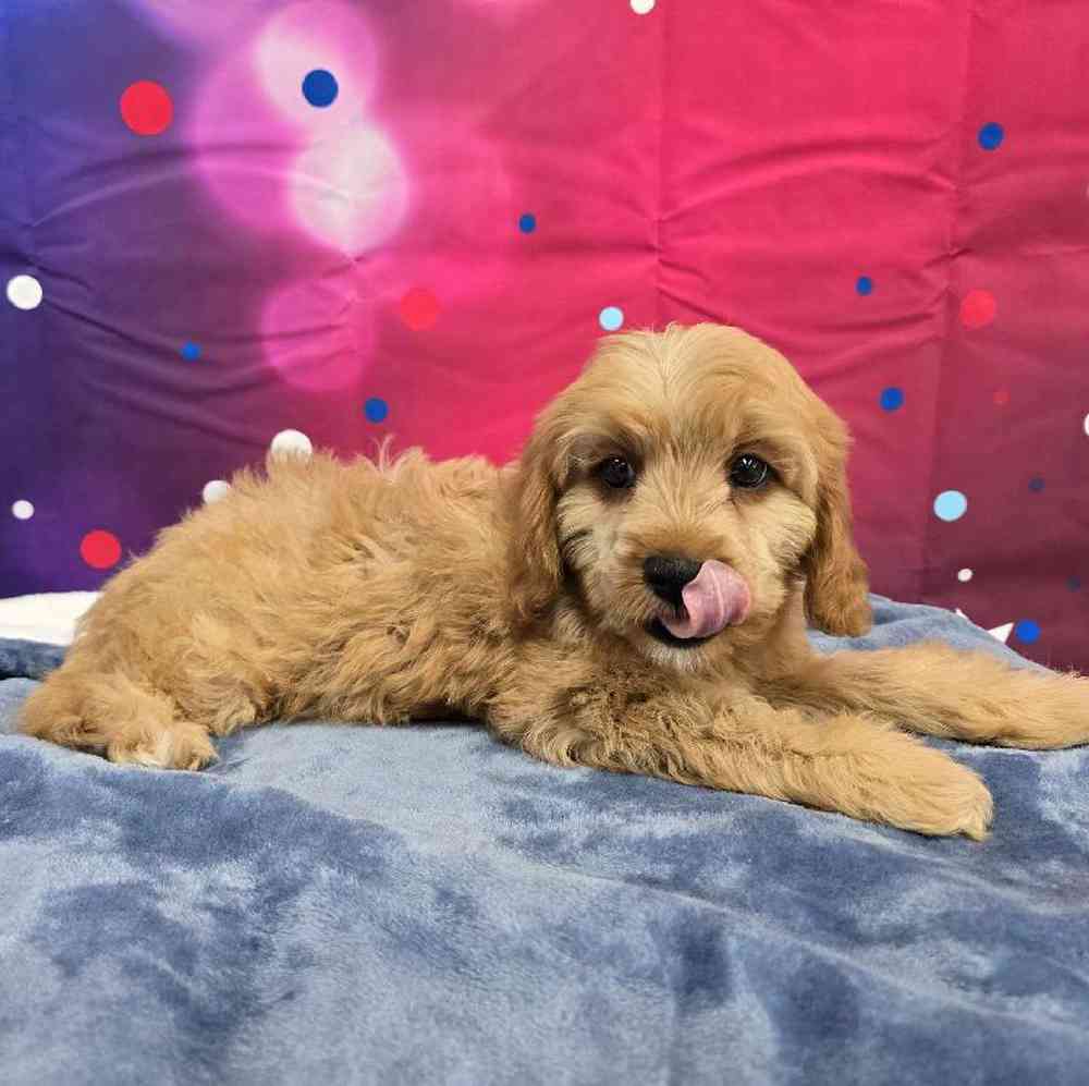 Male Cavapoo Puppy for Sale in Virginia Beach, VA