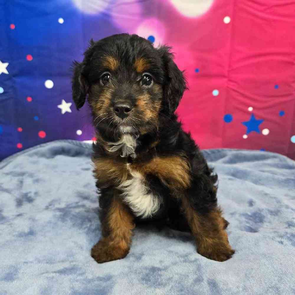 Male Mini Aussiedoodle Puppy for Sale in Virginia Beach, VA