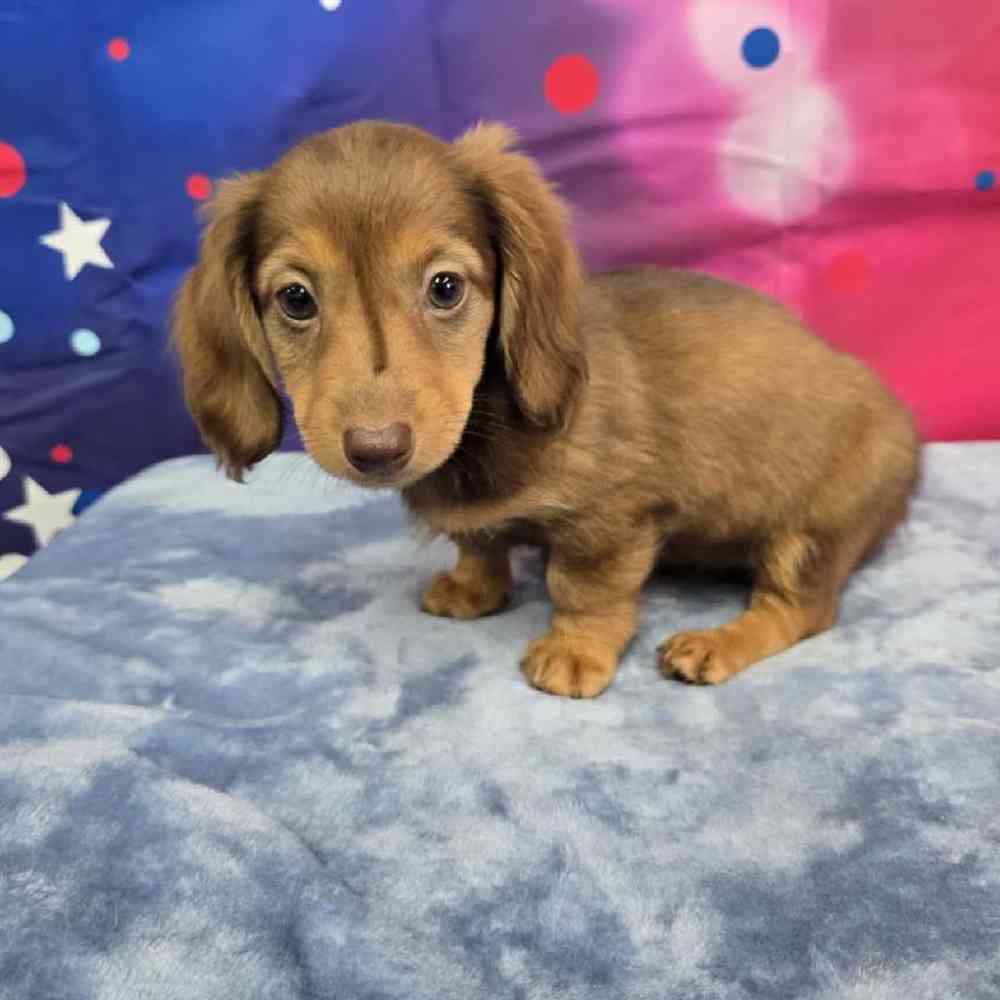 Female Dachshund Puppy for Sale in Virginia Beach, VA