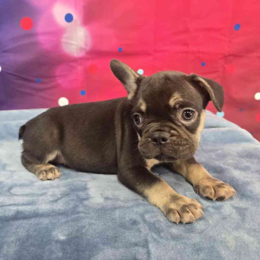 Male French Bulldog Puppy for Sale in Virginia Beach, VA