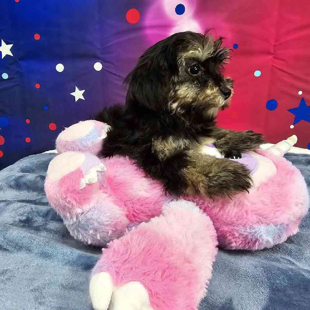 Female Havapoo Puppy for Sale in Virginia Beach, VA