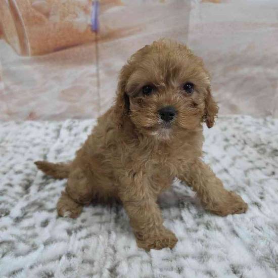 Cavapoo
