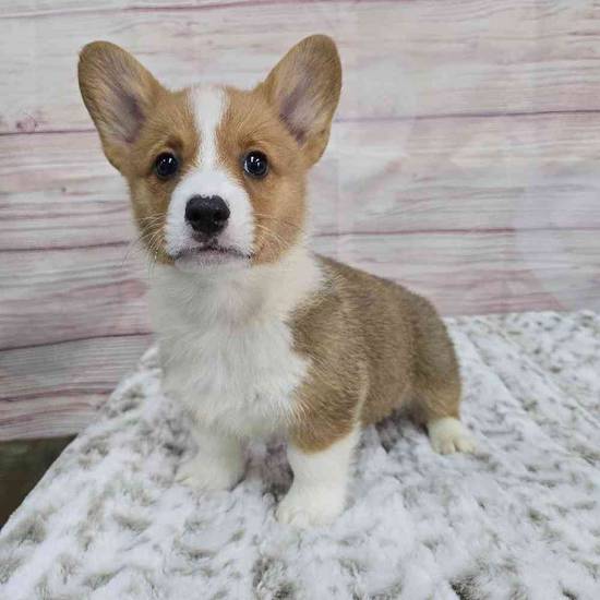 Pembroke Welsh Corgi